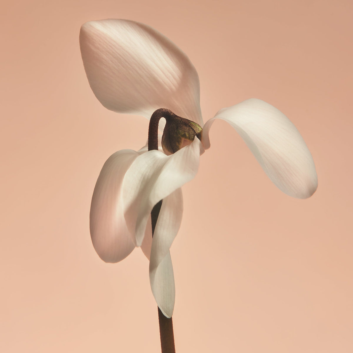 Missing Person - Fragrance Duet - image 4